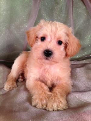 Male Schnoodle Puppy for Sale #11 Born 4-14-13, Ready June 2013! Mini Schnoodles can be shipped for only $150.